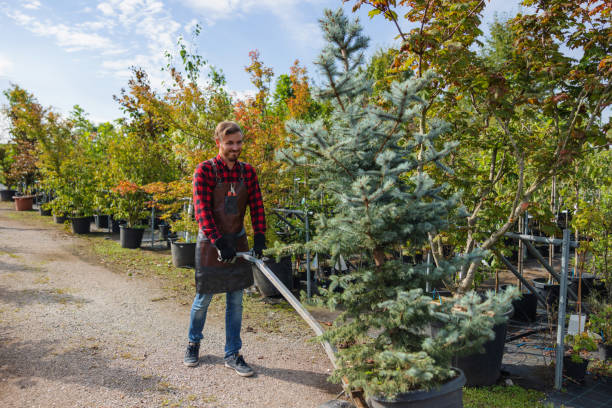 Best Palm Tree Trimming  in Long Creek, IL